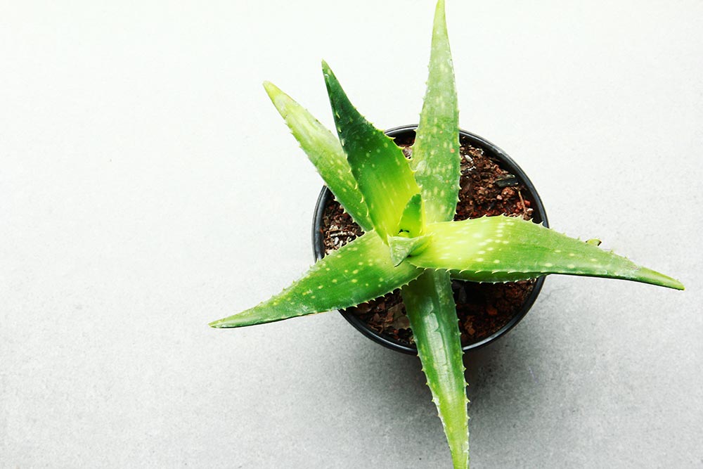 Fresh aloe leaf showcasing its soothing properties, ideal for skin care and hydration.