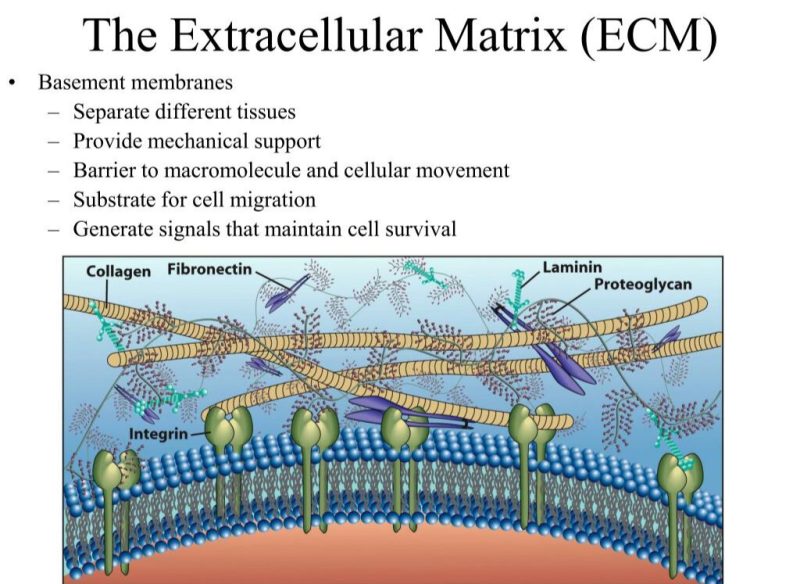 Illustration of the extracellular matrix (ECM) highlighting its role in skincare and skin health.