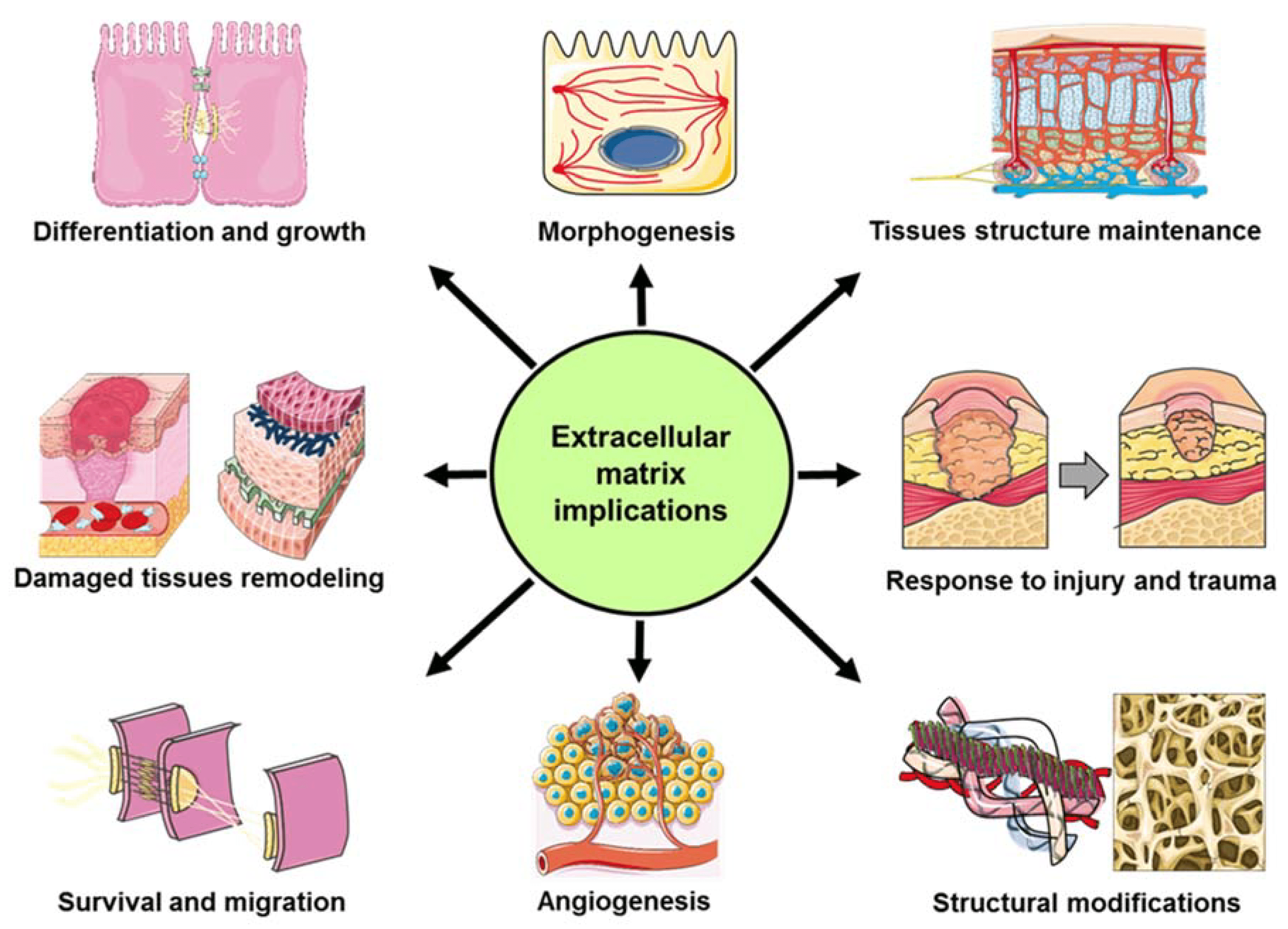 Illustration explaining the benefits of Dermakis professional skincare products for healthy skin.
