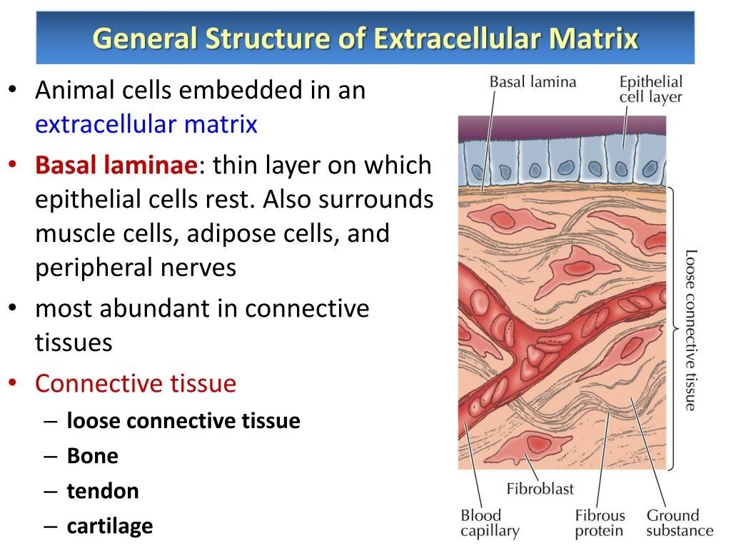 Illustration of the general structure of the extracellular matrix, highlighting its role in skin health.