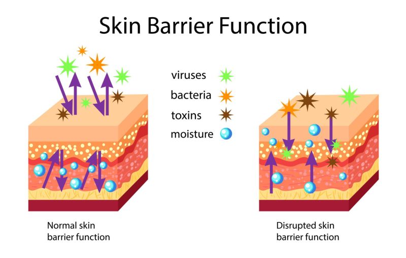 Illustration of skin barrier function, highlighting its role in maintaining healthy skin.