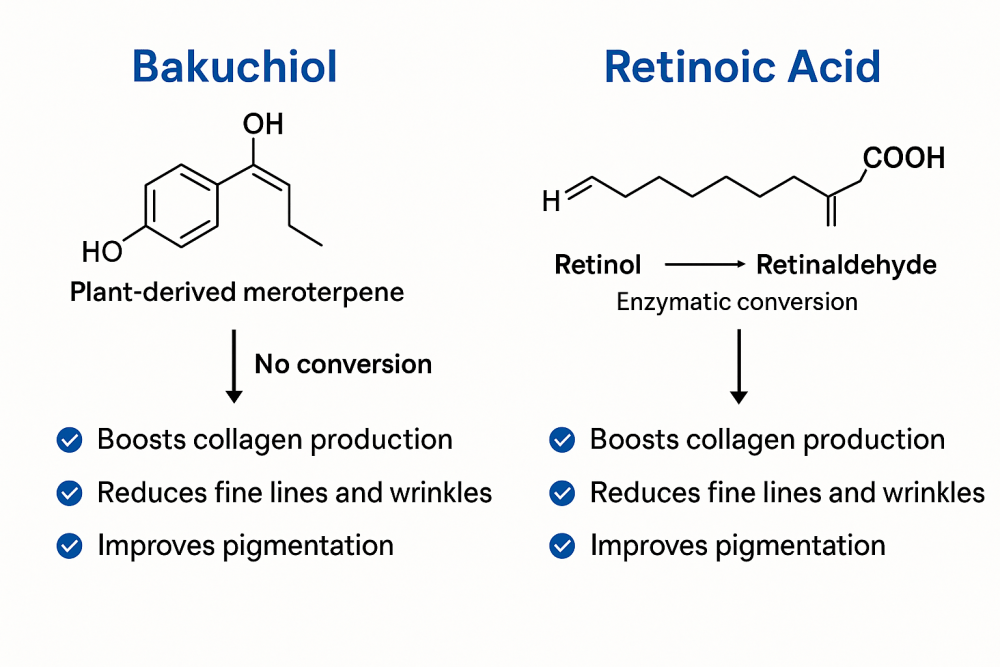 Bakuchiol and retinoic acid conversion comparison diagram